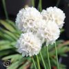 Armeria Ballerina White